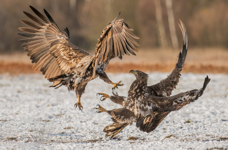 White tailed Eagle (Haliaeetus albicilla)