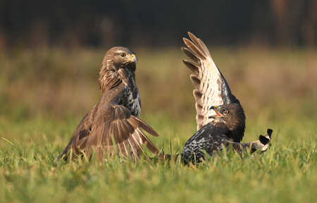 Common buzzard (Buteo buteo)の写真素材