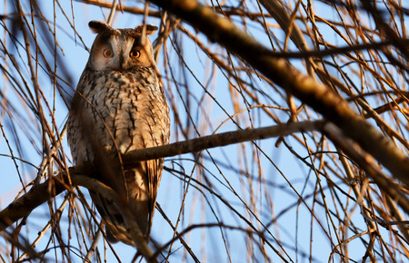 Long-eared owl (Asio otus)の写真素材