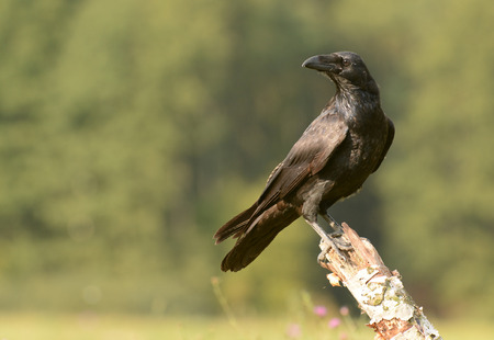 Common Raven (Corvus corax)
