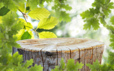 Empty tree trunk for display montagsの写真素材