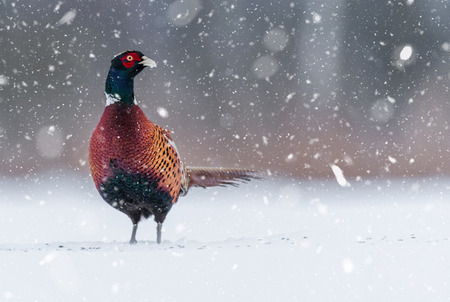Ringneck Pheasant (Phasianus colchicus)の写真素材