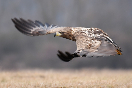 White tailed Eagle (Haliaeetus albicilla)