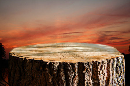 Empty tree trunk for display montagsの写真素材