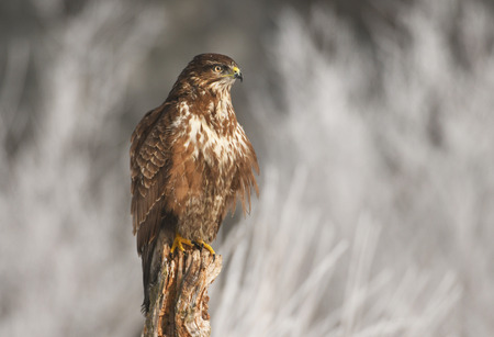 Common buzzardの写真素材