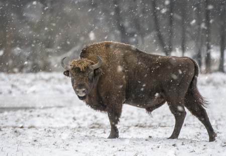 European bison (Bison bonasus)の写真素材