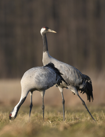 Common crane (Grus grus)の写真素材