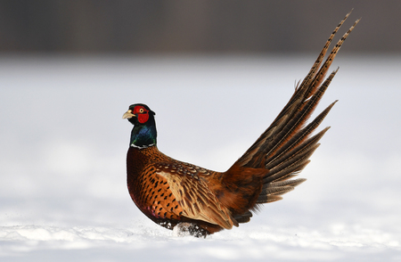Ringneck Pheasant (Phasianus colchicus)の写真素材
