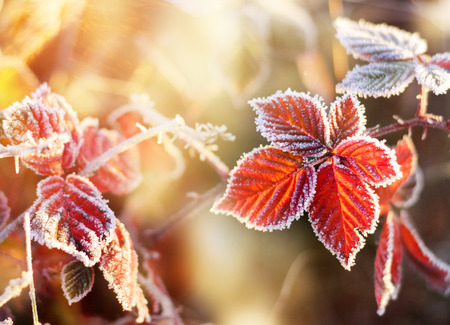 Red autumn leaf with hoarfrostの写真素材