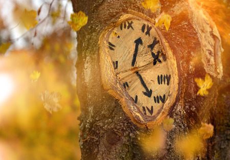Clock painted on old tree in autumn forestの写真素材