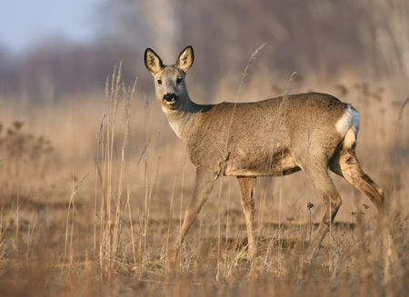 Roe deerの写真素材