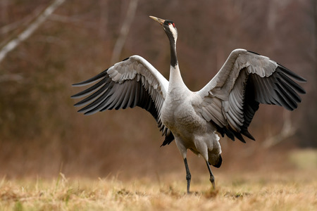 Common crane (Grus grus)の写真素材