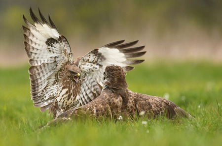 Common buzzard (Buteo buteo) fightingの写真素材