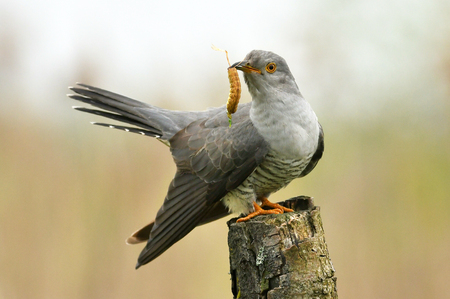 Common cuckoo (Cuculus canorus)の写真素材
