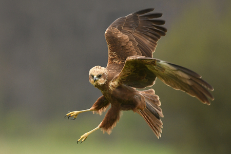 Marsh harrier (Circus aeruginosus)の写真素材