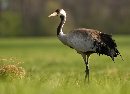 Common crane (Grus grus)の写真素材