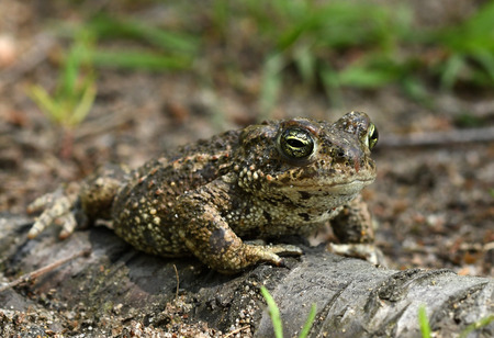 Natterjack toad (Bufo calamita)の写真素材