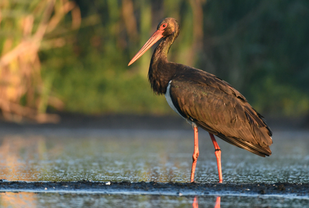 Black stork (Ciconia nigra)の写真素材