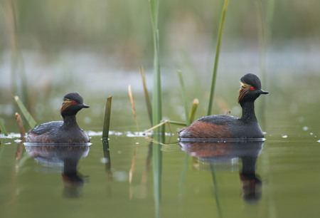 Black-necked grebe (Podiceps nigricollis)