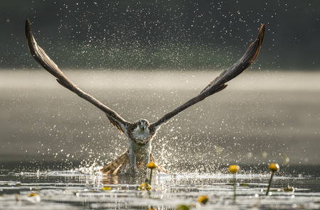 Osprey (Pandion haliaetus)の写真素材