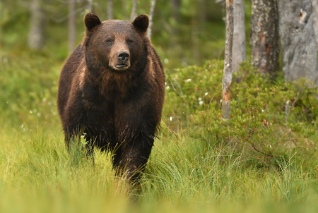 Wild brown bear (Ursus arctos)