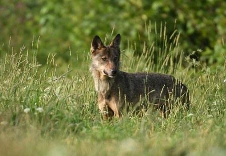 Grey wolf (Canis lups)