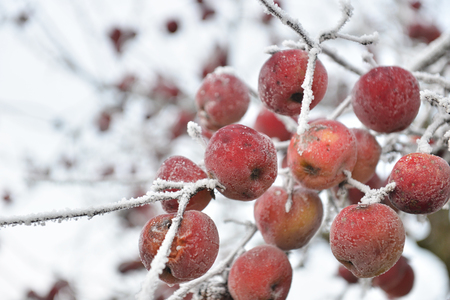 Winter applesの写真素材