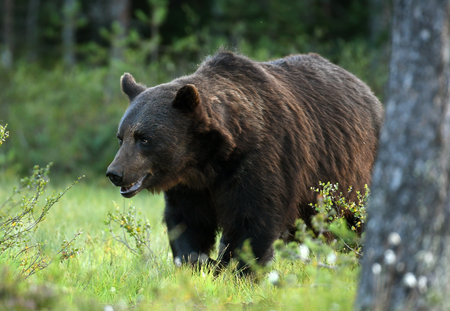 Wild brown bear (Ursus arctos)の写真素材