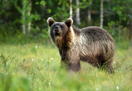 Wild brown bear (Ursus arctos)の写真素材