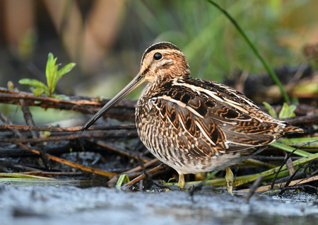 Common Snipe (Gallinago gallinago)の写真素材