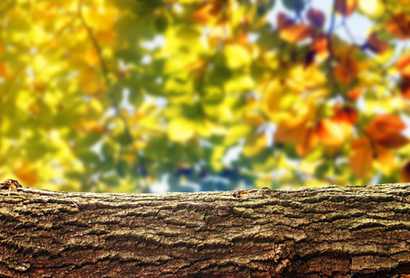 Wooden log background for product display montagesの写真素材