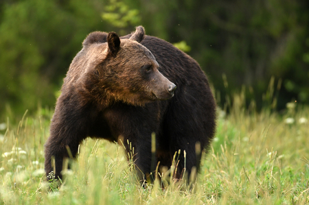 Wild brown bear (Ursus arctos)の写真素材