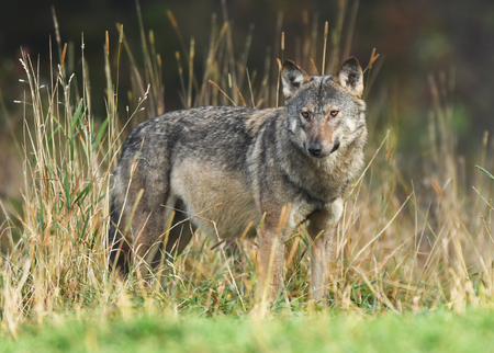 Gray wolf (Canis lupus)