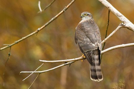 Euarsian sarrowhawk (Accipiter nisus)の写真素材