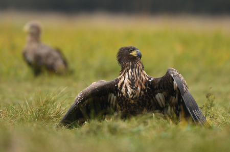 White tailed Eagle (Haliaeetus albicilla)の写真素材