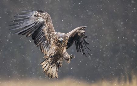 White tailed eagle (Haliaeetus albicilla)の写真素材