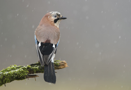 Eurasian Jay (Garrulus glandarius)の写真素材