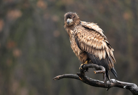 White tailed eagle (Haliaeetus albicilla) - young one