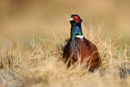 Ringneck Pheasant (Phasianus colchicus)の写真素材