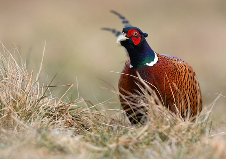 Ringneck Pheasant (Phasianus colchicus)の写真素材