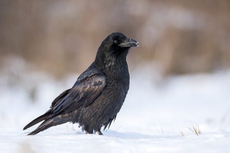 Raven (Corvus corax)の写真素材