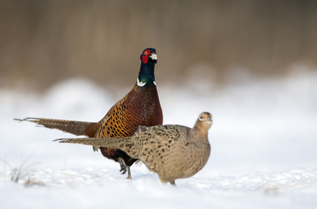 Ringneck Pheasant (Phasianus colchicus) male and femaleの写真素材