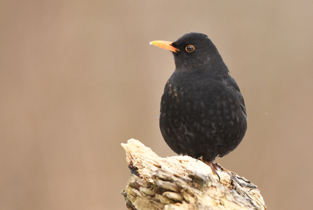 Blackbird (Turdus merula)の写真素材
