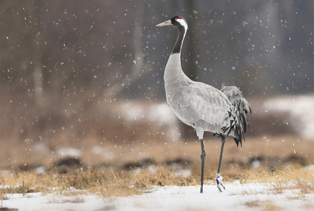 Common crane (Grus grus)の写真素材