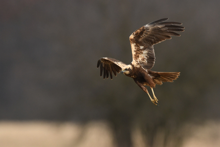 Marsh harrier (Circus aeruginosus)の写真素材