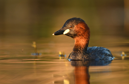 Little grebe (Tachybaptus ruficollis)の写真素材