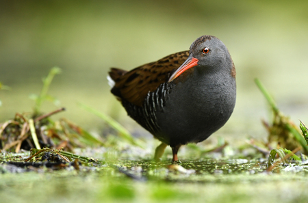 Water Rail (Rallus aquaticus)の写真素材