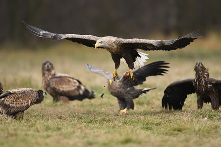 White tailed eagle (Haliaeetus albicilla)