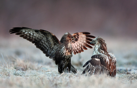 Common buzzards (Buteo buteo) fightingの写真素材