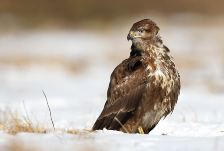 Common buzzards (Buteo buteo)の写真素材